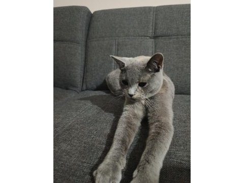 Acil sahiplendirme ücretsiz kedimiz