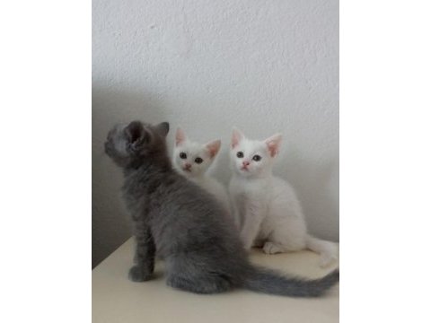 Safkan british shorthair bebekler - renk renk