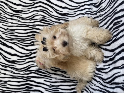 Maltipoo dişi 2 aylık