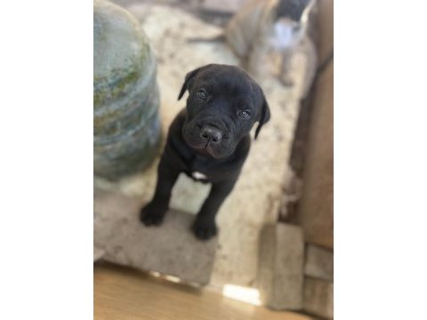 Presa canario yavruları sağlıkları yerinde