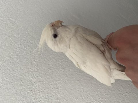 Konuşan albino sultan papağanı