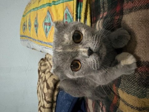 5 aylık yavru scottish fold