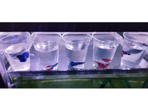 Rengarenk betta balıkları