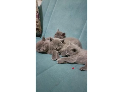 British shorthair yavrularımı sahiplendiriyorum