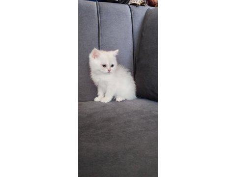 British shorthair prenses