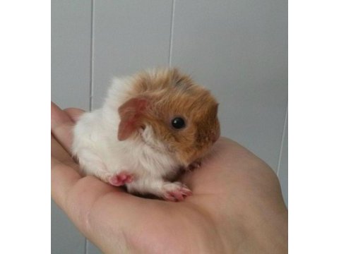 Her renkten guinea pig bebeklerim mevcut
