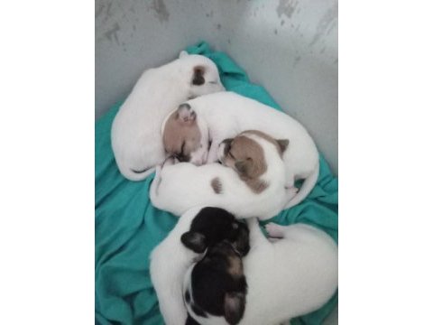 Jack russell yavrular rezerve edilir