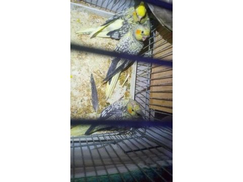 3 tane yavru sultan papağanı sahiplendirme 3 aylık