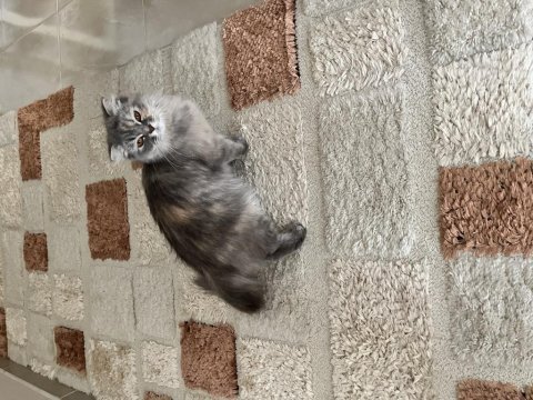Safkan scottish fold