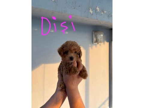 2 dişi ve 1 erkek toy poodle yavrular