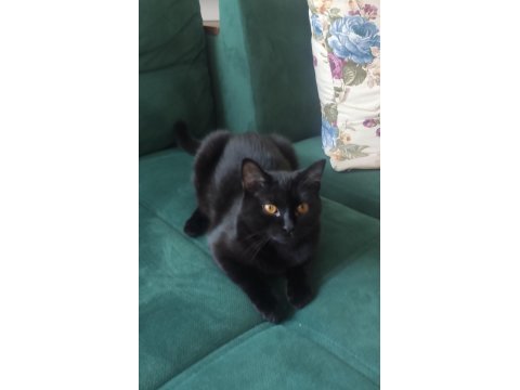 Ücretsiz baba scottısh fold , anne siyam dişi kedi