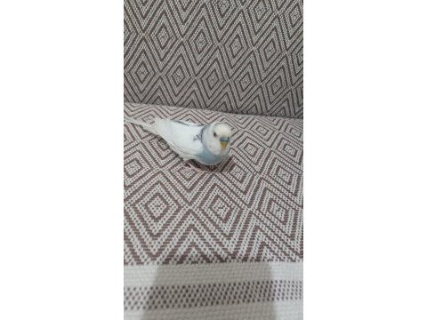 Konuşan ele alışık muhabbet kuşu