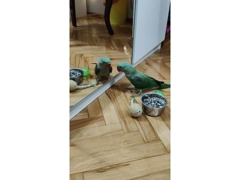 İskender papağanı 5 aylık wpden ulaşın