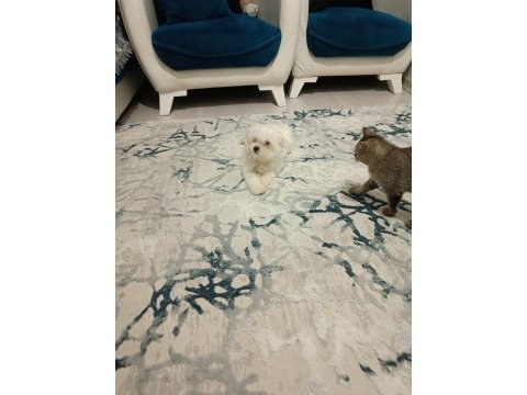 Kore kan maltese bebek harika