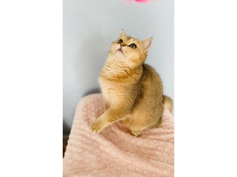 Kucak delisi british shorthair