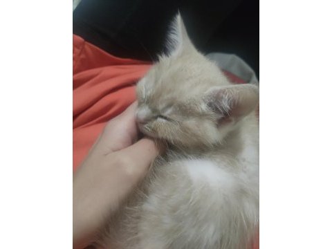 2 aylık 2 dişi ve 1 erkek british shorthair yavrular