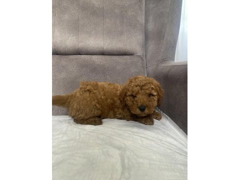 Mini boy maltipoo erkek yavrum