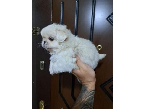Pekinez köpeğimizi sahiplendirme