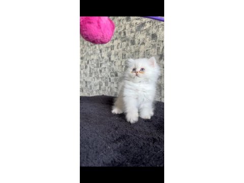 British longhair disi