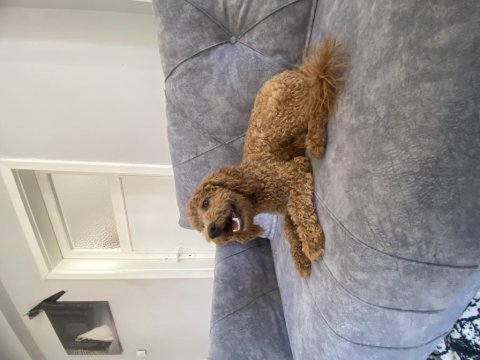 Kaliteli ırk garantili toy poodle