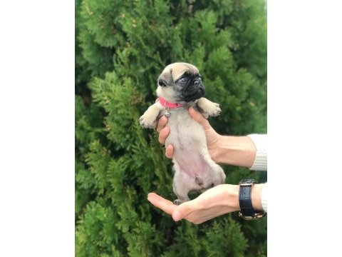 Hamburger suratlı pug / mops puppy
