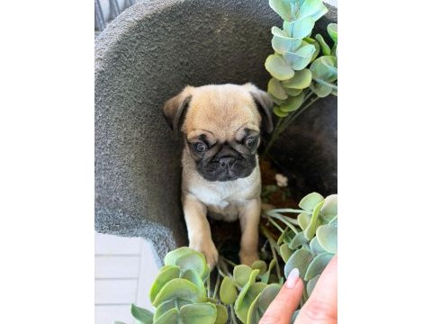 Pug mops yavru
