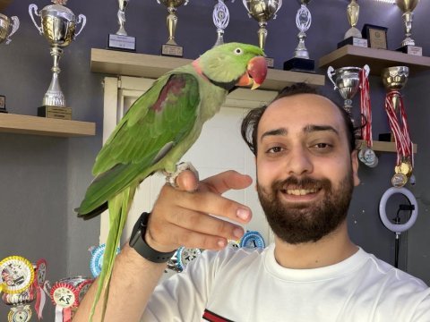 Evcil konuşan halkalı alexander iskender papağanı