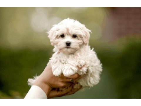 Ev ortamından maltipoo köpeklerimiz izmir
