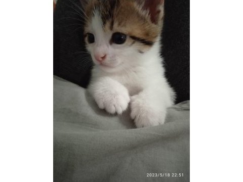 Tatlış yakışıklı erkek tekir yavrumuz abidin