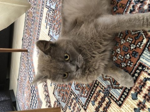 British longhair kedimiz