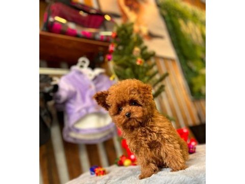 Tüy dökmeyen sağlık ırk kalite garantili poodle yavrularımız