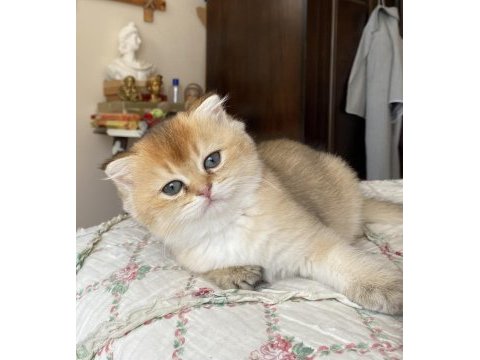Full şecereli golden ny12 scottish fold oğlumuz
