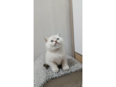 Point british shorthair kız kardeşler