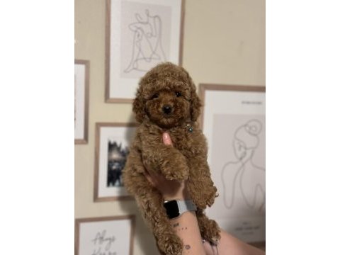 Irk ve sağlık garantili orjinal toy poodle
