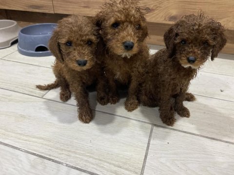 Red toy poodle sahiplendirme