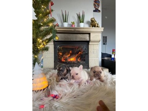 Yüksek kaliteli fransız bulldog yavruları