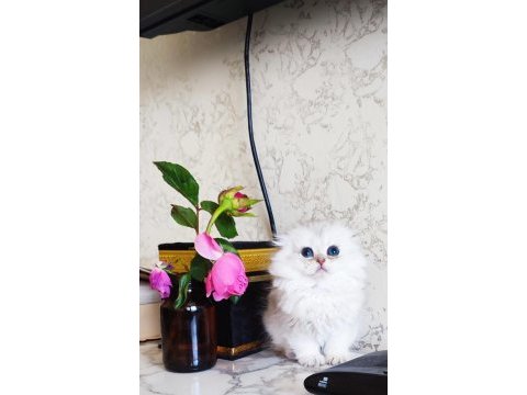 Scottish fold prenses