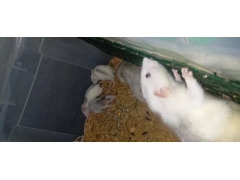 Yavru ratlar
