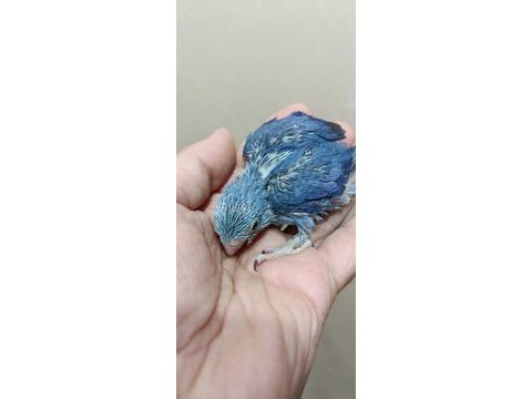 Erkek mavi boncuk forpus cep papağanı