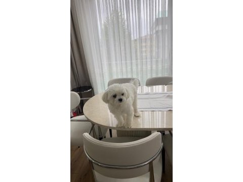 8 aylık erkek maltese kore