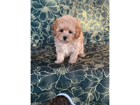 Maltipoo yavrularımız