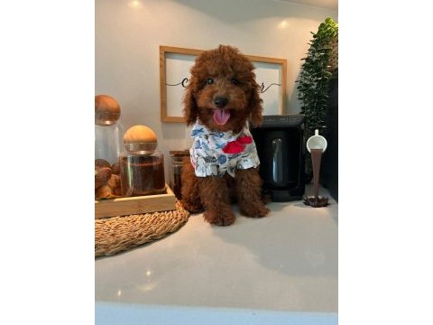 Toy poodle aşılı 4 aylık
