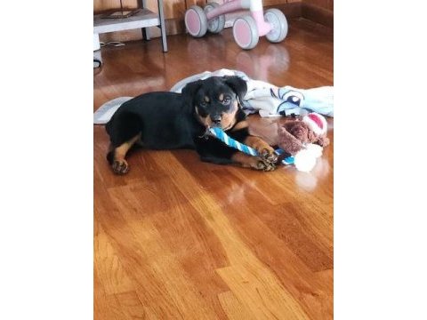 En iyi rottweiler yavruları