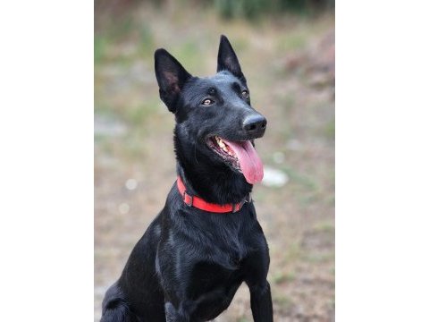 Simsiyah belçika malinoisler
