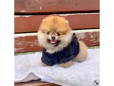A kalite pomeranian boo yavrularımız (boş geçmeyin)