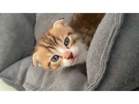 2 aylık bebiş scottish fold