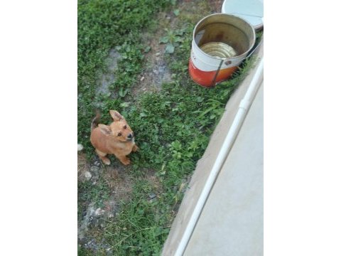 Akita inu yavrularımız için ulaşınız
