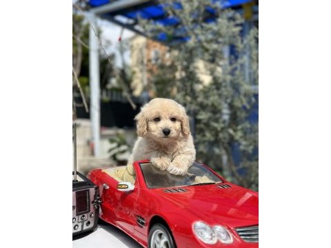 Mini f1 maltipoo yavrularımız