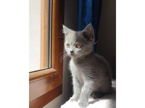 Uygun erkek orjinal yavru kedimiz