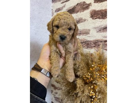 Toy poodle yavrularımız